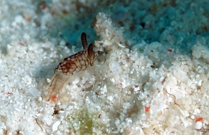 Banda Sea 2018 - DSC06541_rc - Baby nudibranch undetermined